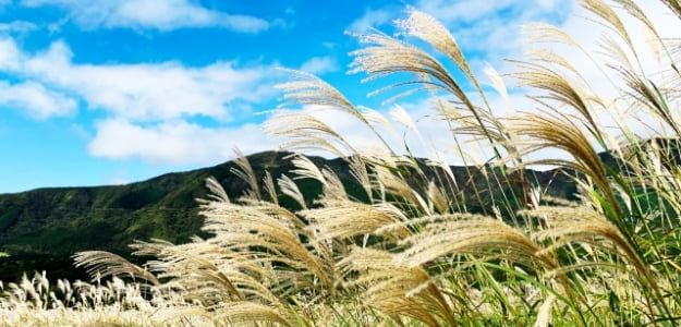 仙石原温泉