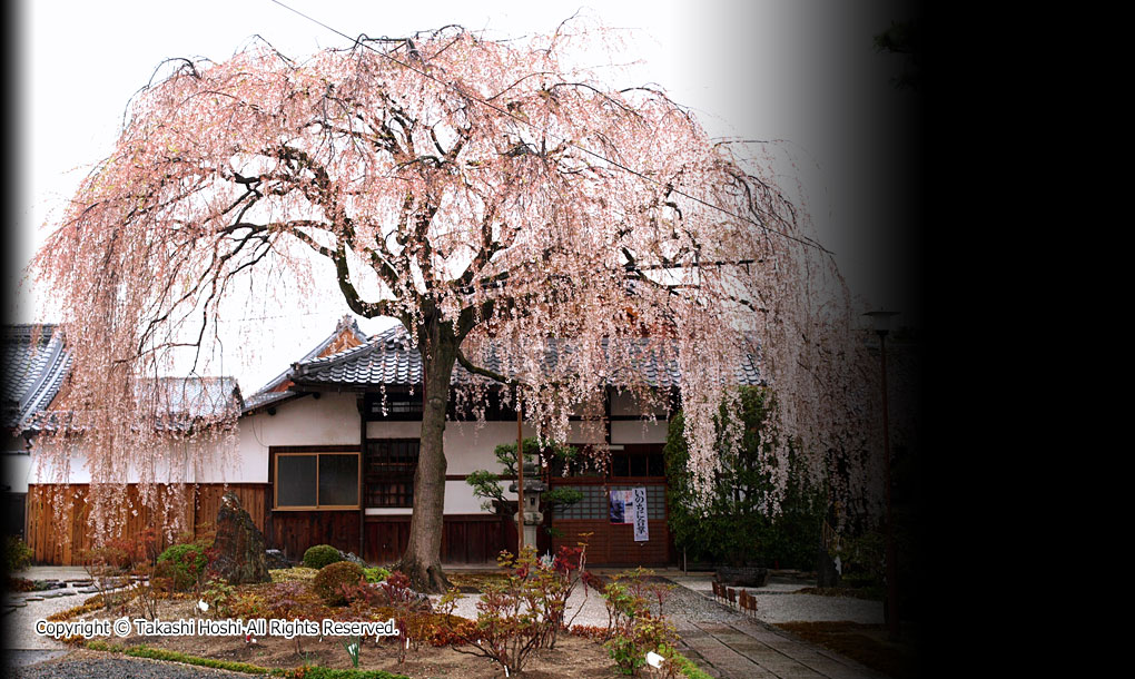 本満寺の枝垂桜