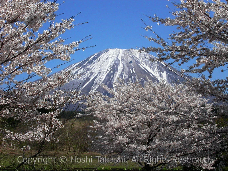 お花見シーズンの大山