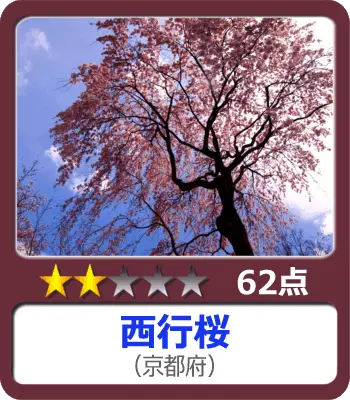 西行桜